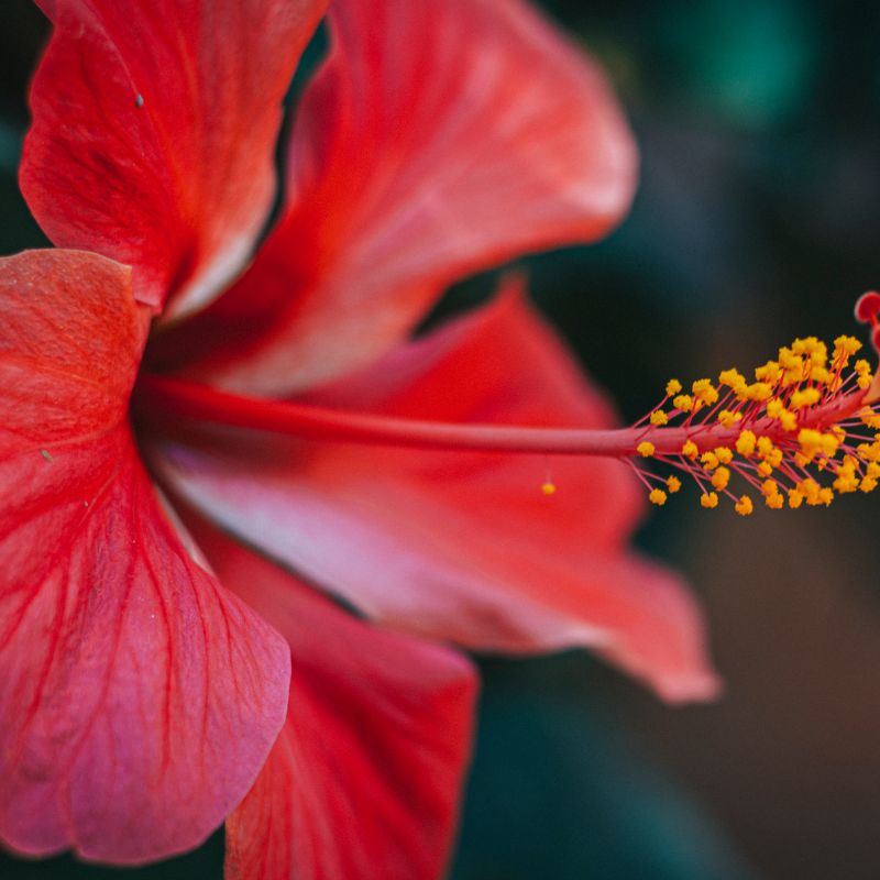 problemas-hibiscus