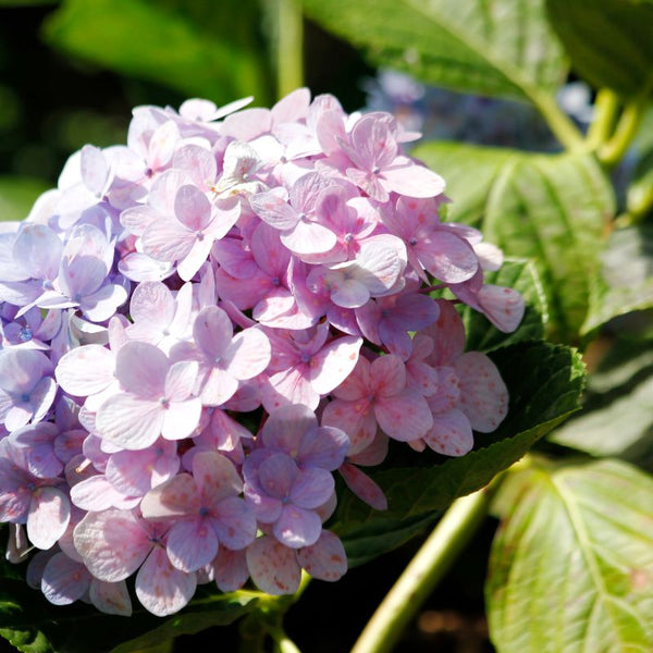 Problemas Plantas Hortensias
