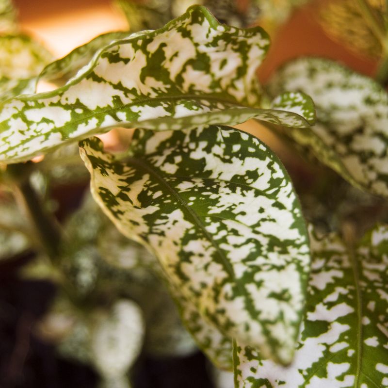 Problemas Plantas Hypoestes