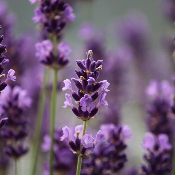 Problemas Plantas Lavanda