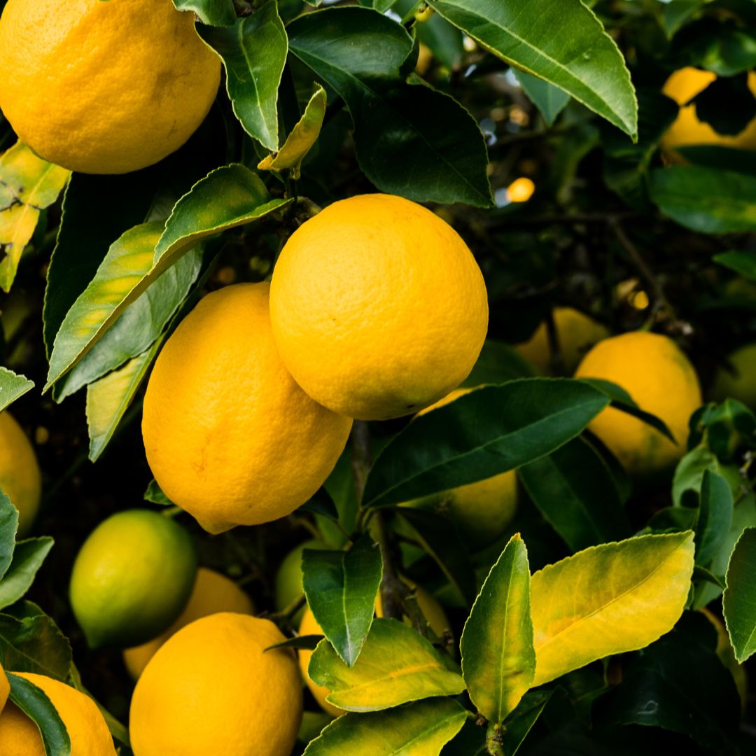 Cómo Cuidar Limonero