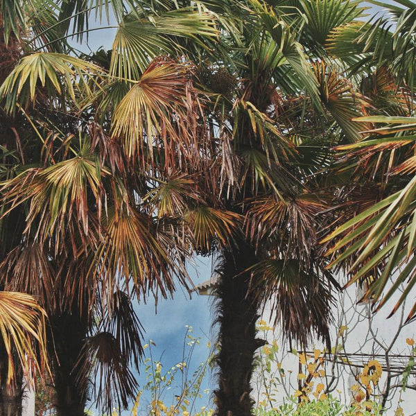 Problemas De La Palmera