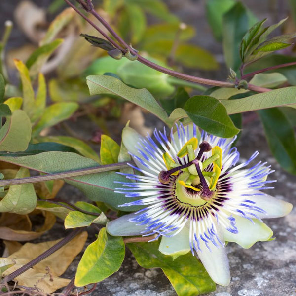 Problemas Plantas Passiflora