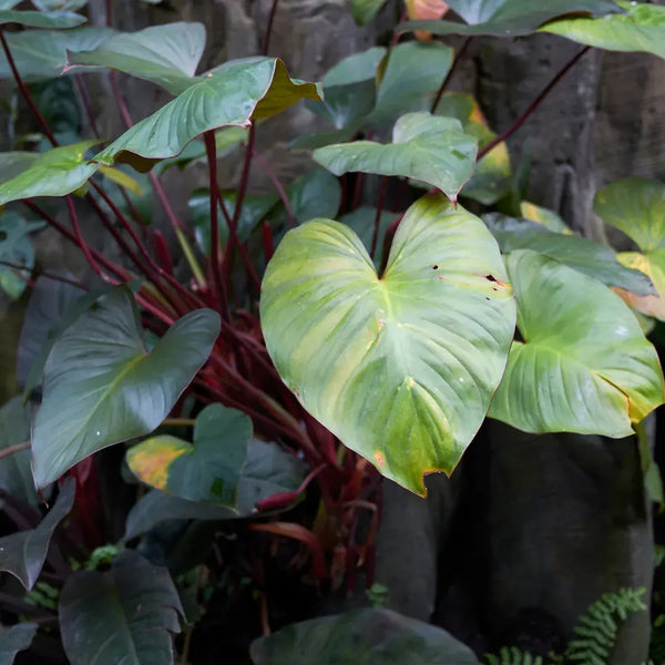 Problemas Plantas Philodendron