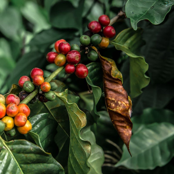 Problemas Plantas del Café