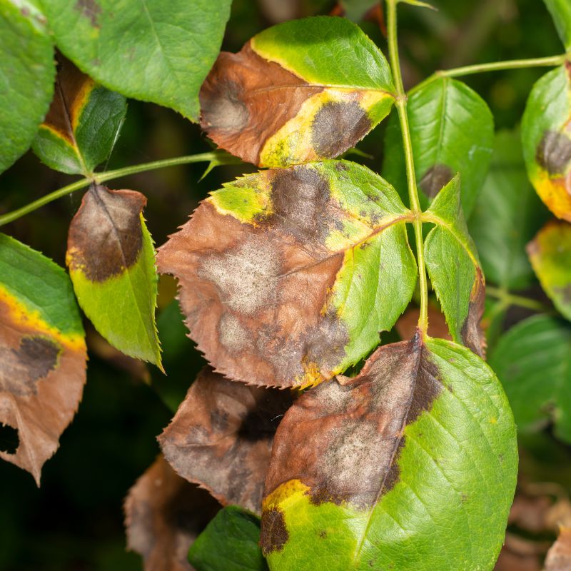 Problemas Plantas Rosal