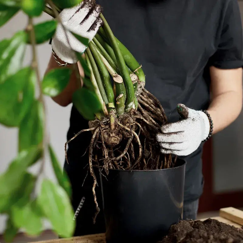 Guía Problemas Plantas