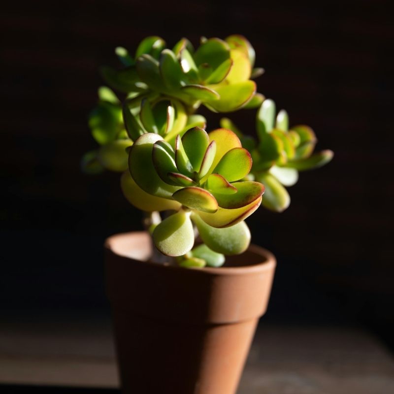 problemas_arbol_de_jade