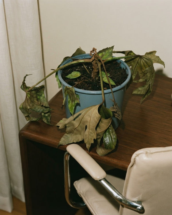 Problemas Plantas Fatsia