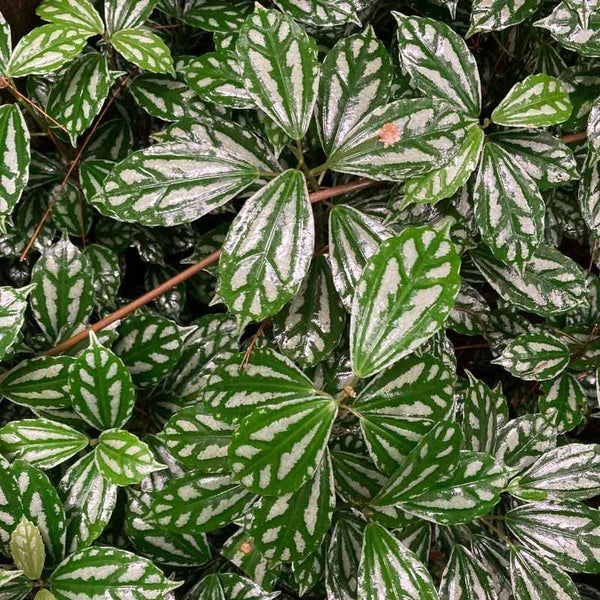 Problemas Plantas Pilea