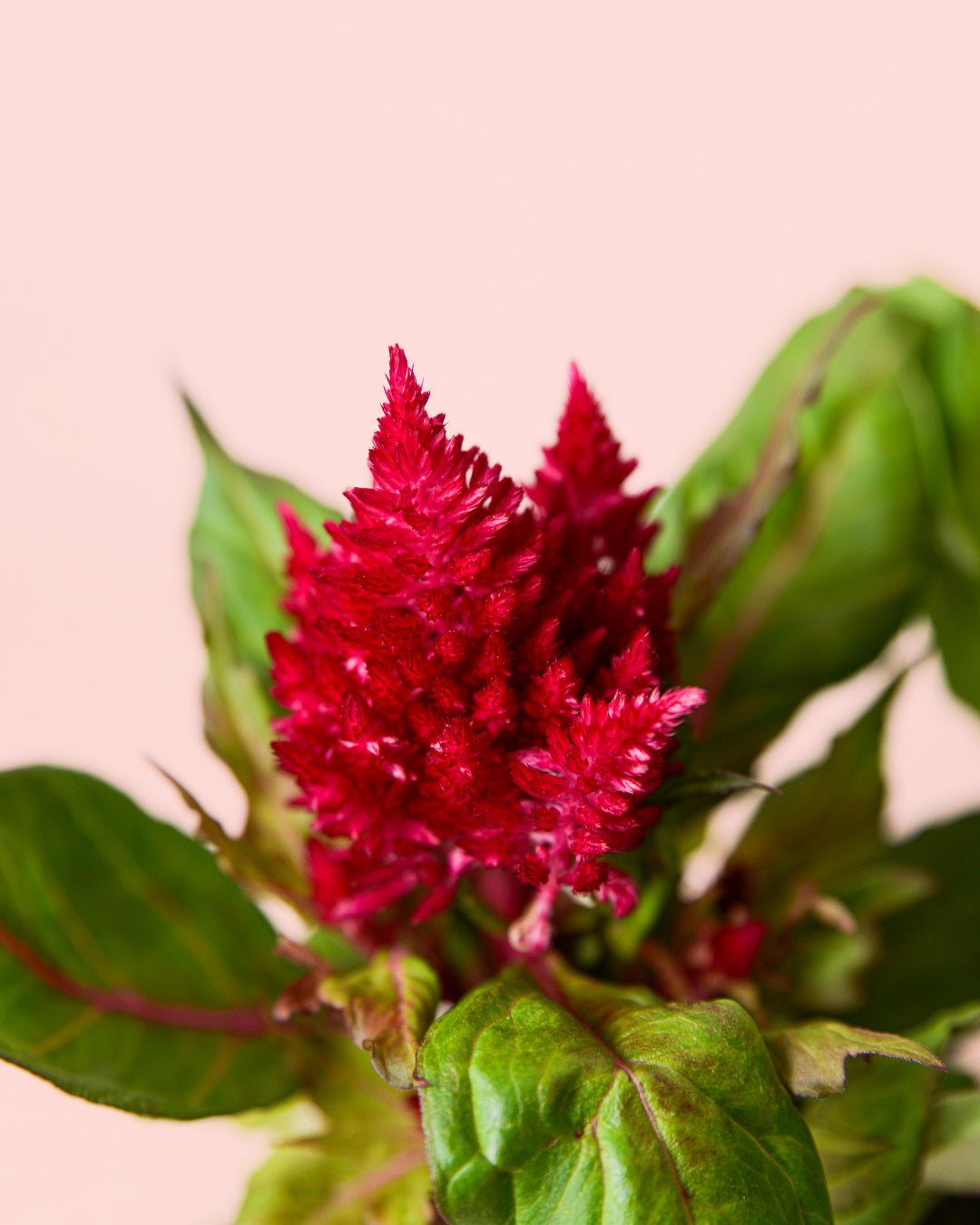 Celosia Mix