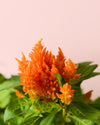 Celosia Mix