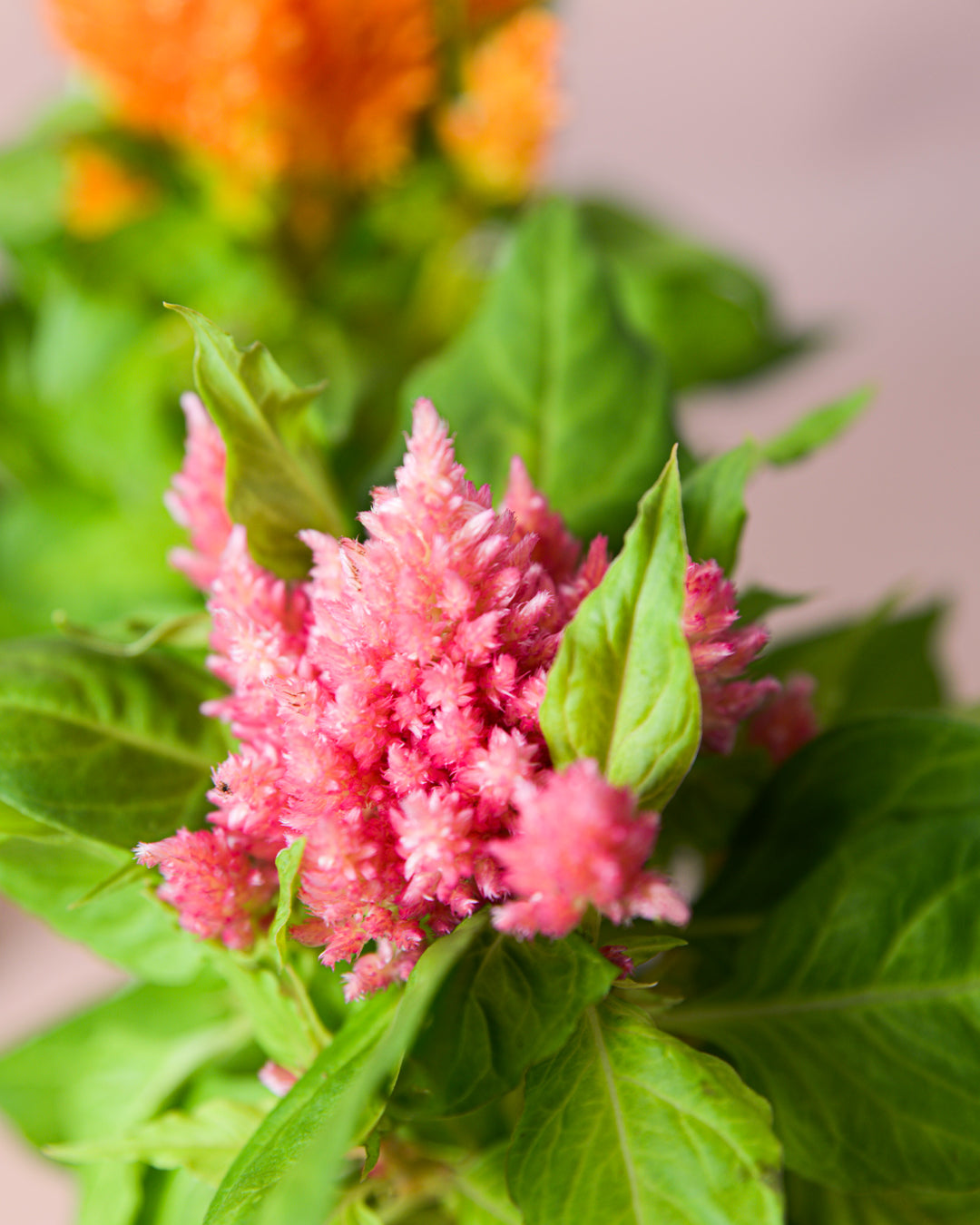 Celosia Mix
