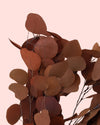 Ramillete de Eucalipto Populus Preservado Rojo - Pur Plant