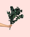 Ramillete de Eucalipto Populus Preservado Verde - Pur Plant