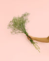 Ramillete de Paniculata Natural - Pur Plant