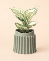 Raw - Maceta Cerámica Gris M 12 cm - Pur Plant