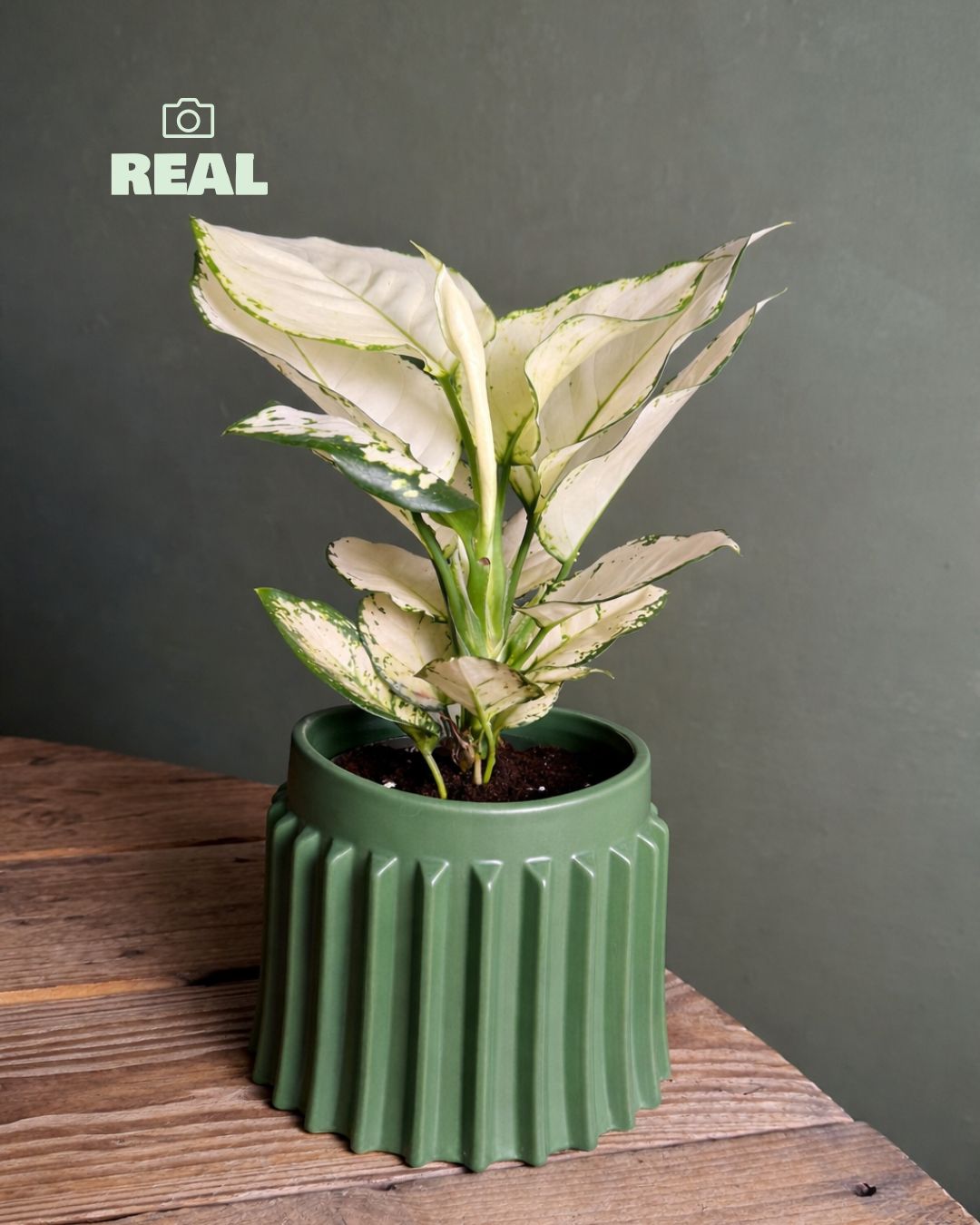 Raw – Maceta Cerámica Verde M 12 cm - Pur Plant