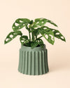 Raw – Maceta Cerámica Verde M 12 cm - Pur Plant