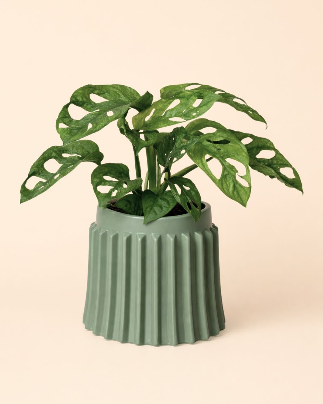 Raw – Maceta Cerámica Verde M 12 cm - Pur Plant