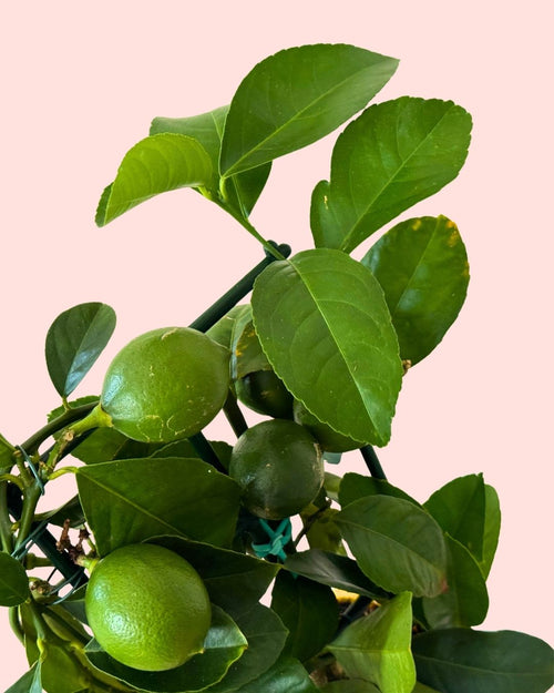 Árbol Limonero M detail