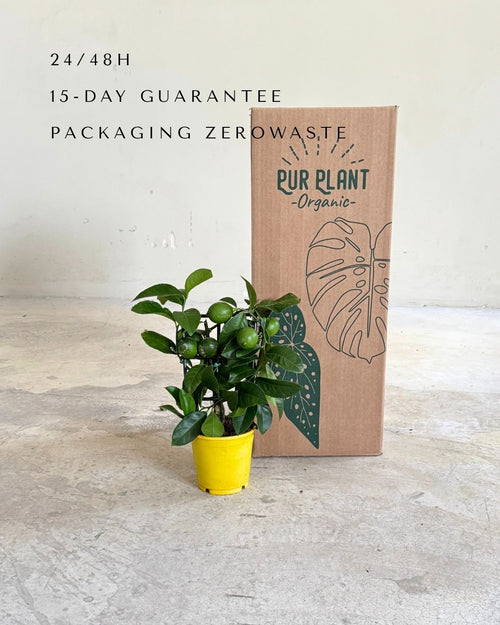 Árbol Limonero M packaging