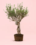 Olivo Árbol Manzanillo XXL