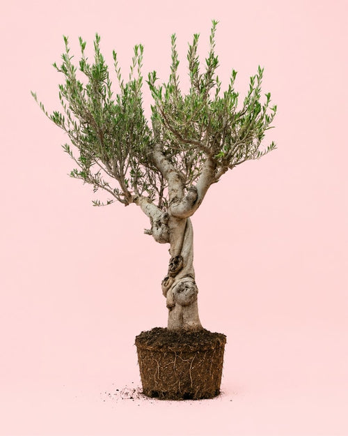 Árbol Olivo Olea Europea Manzanillo