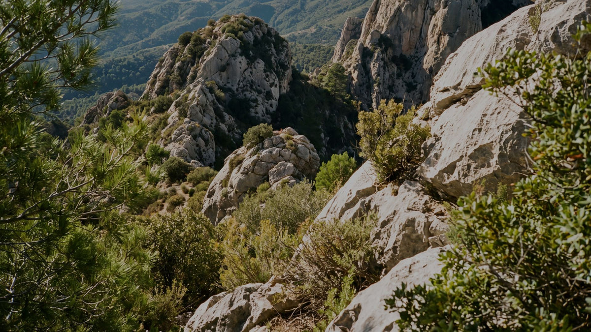 reforestacion-monte