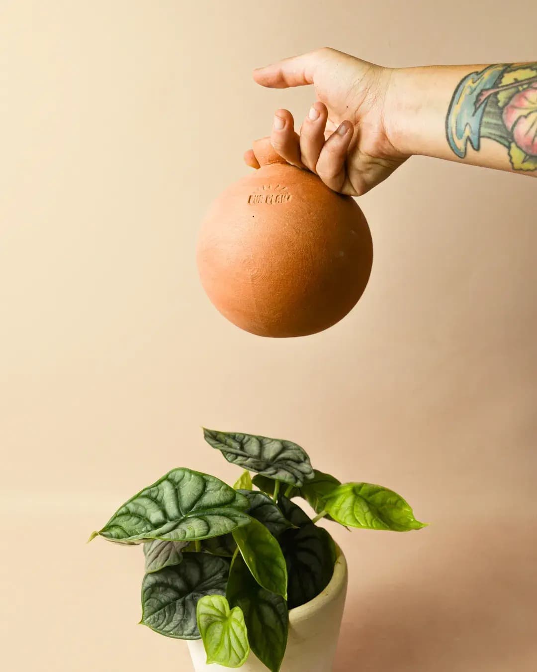 Regadera de Terracota - Pur Plant