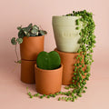 REGALO UNA PLANTA TOP