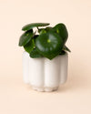Retro – Maceta Cerámica Blanca Mate M 11 cm - Pur Plant