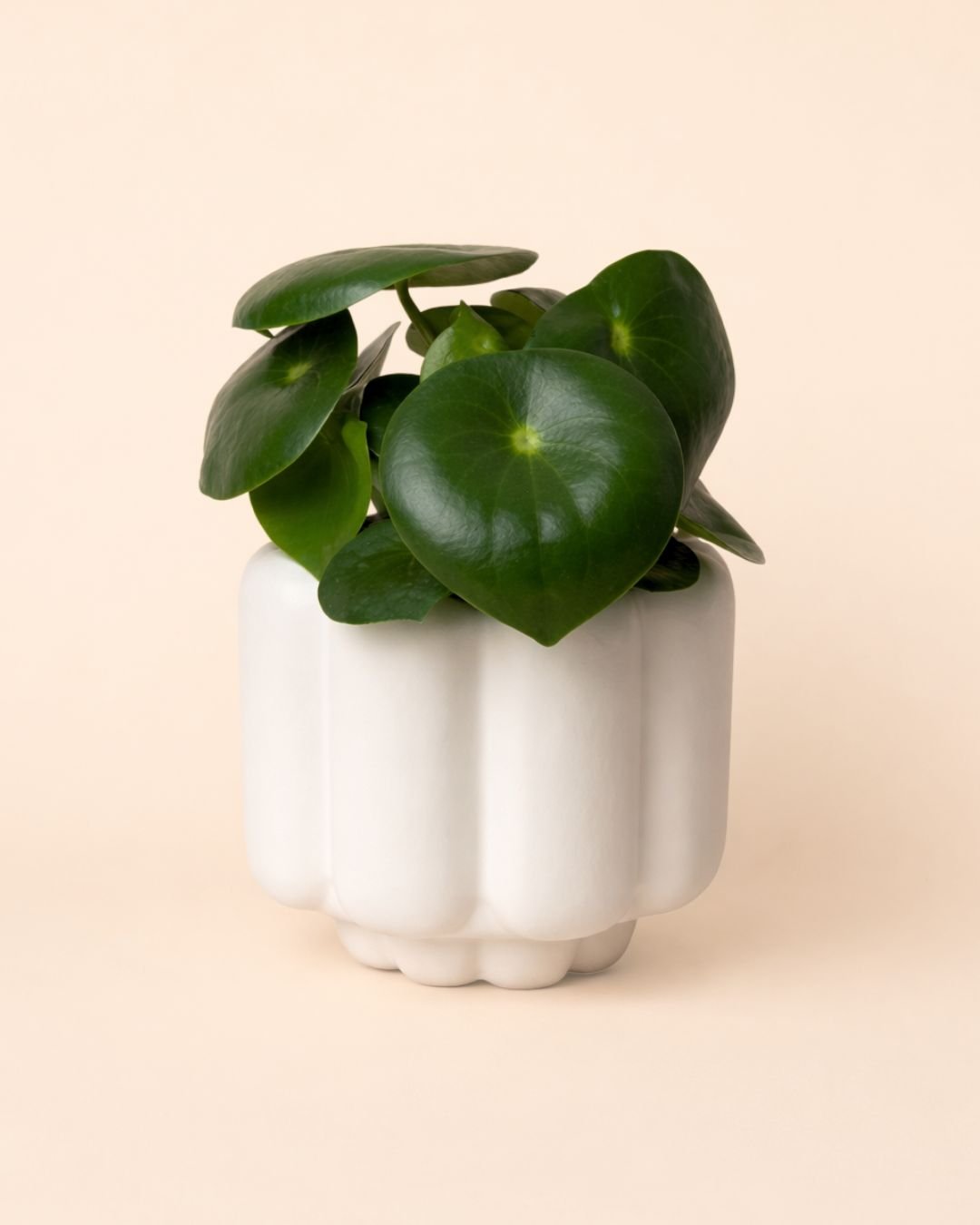 Retro – Maceta Cerámica Blanca Mate M 11 cm - Pur Plant