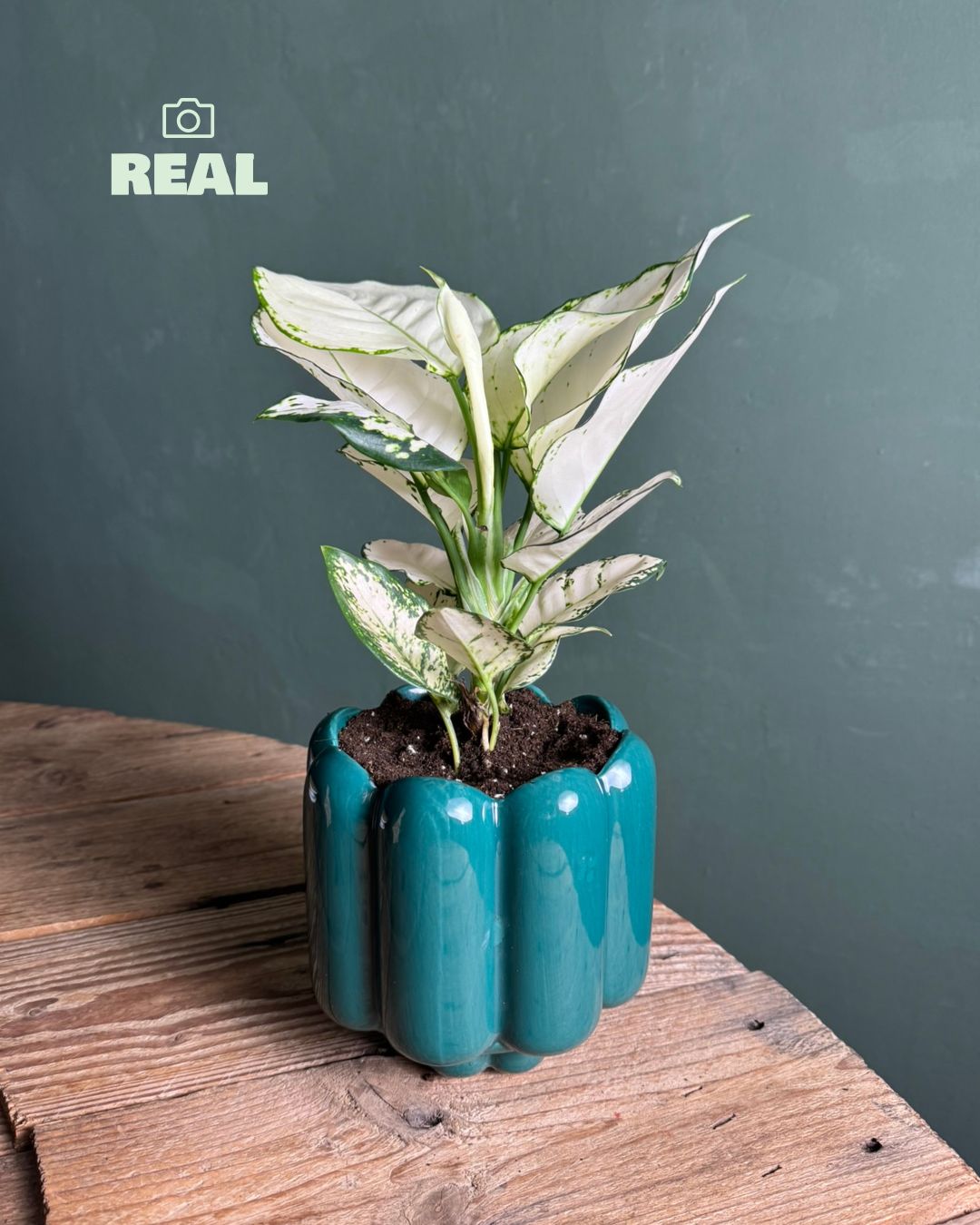 Retro – Maceta Cerámica Esmeralda M 11 cm - Pur Plant