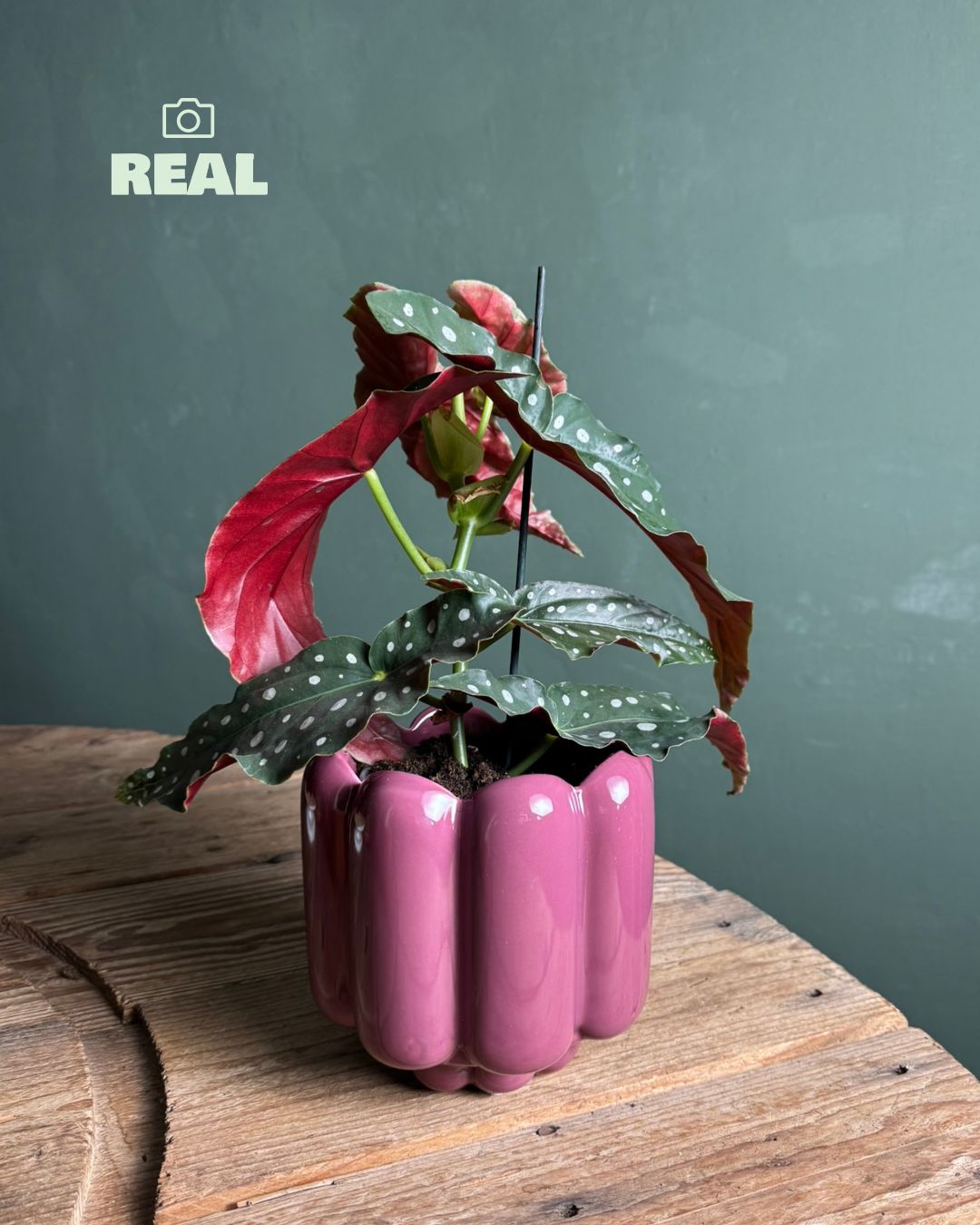 Retro – Maceta Cerámica Magenta M 11 cm - Pur Plant