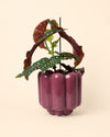 Retro – Maceta Cerámica Magenta M 11 cm - Pur Plant