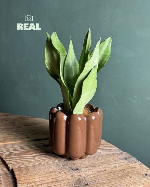 Retro – Maceta Cerámica Marrón M 11 cm - Pur Plant
