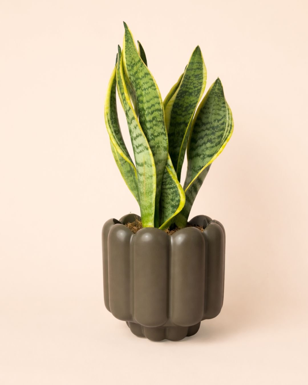 Retro – Maceta Cerámica Marrón Mate M 11 cm - Pur Plant