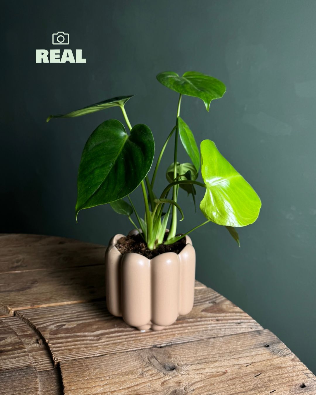 Retro – Maceta Cerámica Moca Mate M 11 cm - Pur Plant