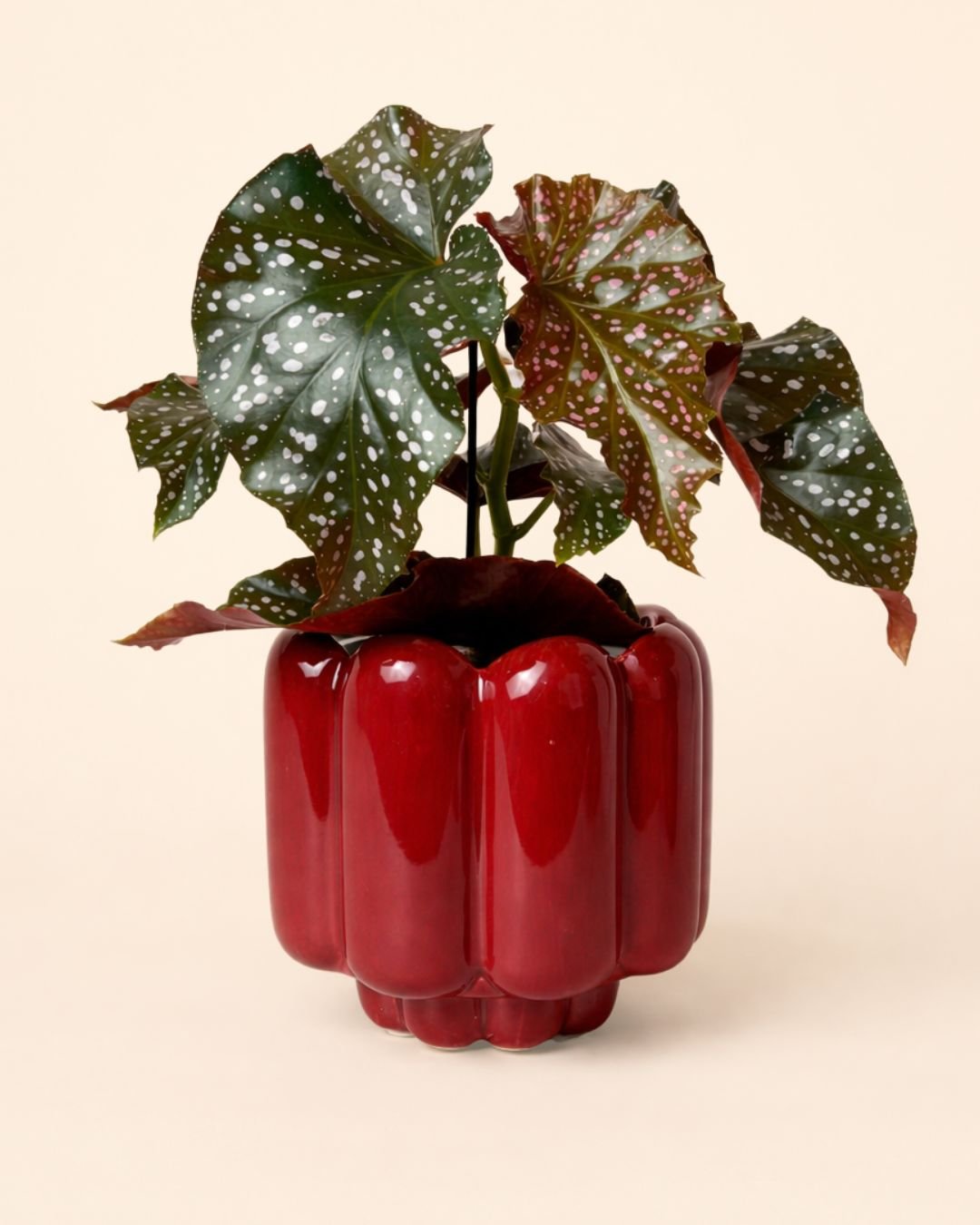 Retro – Maceta Cerámica Roja M 11 cm - Pur Plant