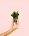 Rhipsalis Mini - Pur Plant