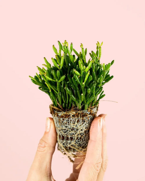 Rhipsalis Mini - Pur Plant