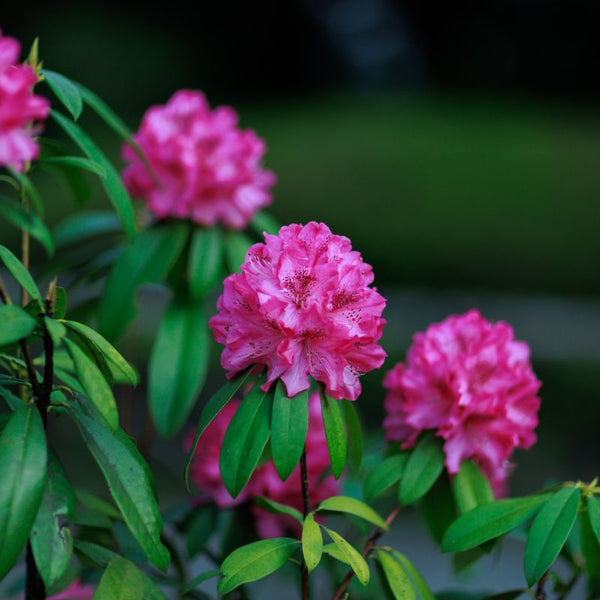 Cómo Cuidar Rododendro