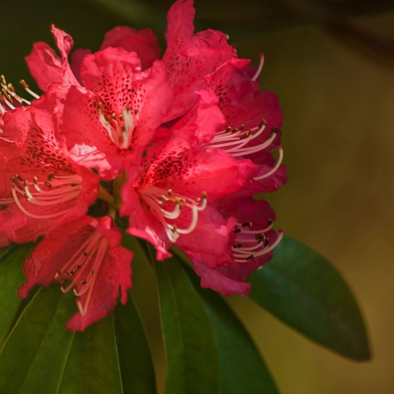 Problemas Plantas Rododendro