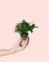 Rosal Blanco Mini - Pur Plant