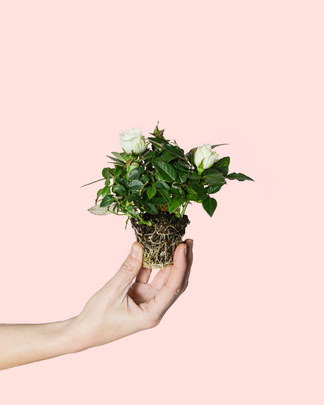Rosal Blanco Mini - Pur Plant