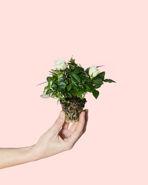 Rosal Blanco Mini - Pur Plant