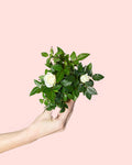 Rosal Blanco Mini