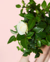 Rosal Blanco Mini - Pur Plant