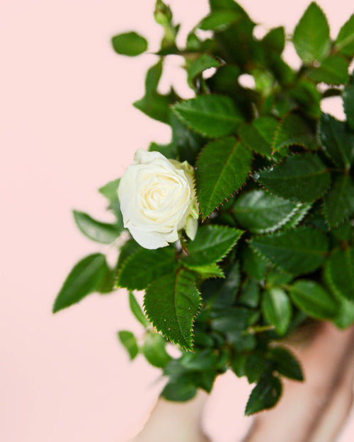 Rosal Blanco Mini - Pur Plant